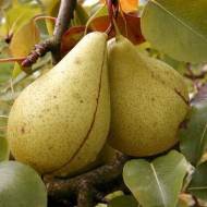 Саженец Груша Кюре в контейнере